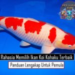 Rahasia Memilih Ikan Koi Kohaku Terbaik