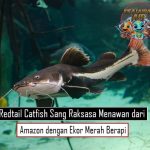 Redtail Catfish Sang Raksasa Menawan dari Amazon dengan Ekor Merah Berapi