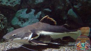 Tantangan dalam Memelihara Ikan Redtail Catfish