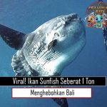 Viral Ikan Sunfish Seberat 1 Ton Menghebohkan Bali