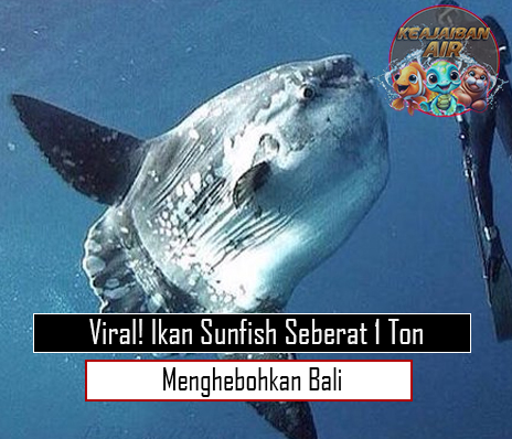 Viral Ikan Sunfish Seberat 1 Ton Menghebohkan Bali