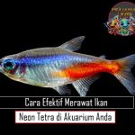 Cara Efektif Merawat Ikan Neon Tetra di Akuarium Anda