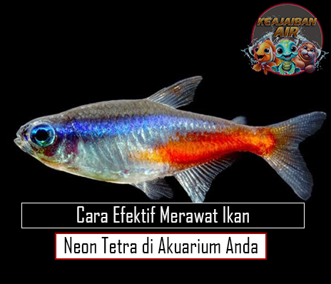 Cara Efektif Merawat Ikan Neon Tetra di Akuarium Anda