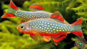 Cara Merawat Ikan Rasbora Galaxy