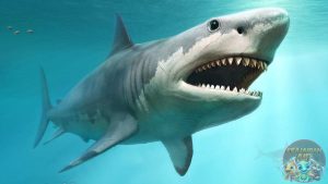 Fakta-Fakta tentang Hiu Megalodon