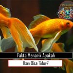 Fakta Menarik Apakah Ikan Bisa Tidur?