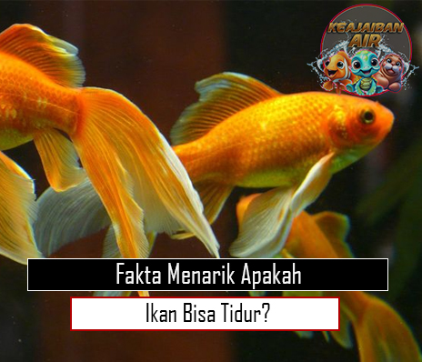 Fakta Menarik Apakah Ikan Bisa Tidur?