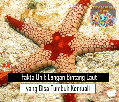 Fakta Unik Lengan Bintang Laut yang Bisa Tumbuh Kembali