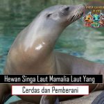 Hewan Singa Laut Mamalia Laut yang Cerdas dan Pemberani