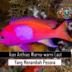 Ikan Anthias Warna-warni Laut yang Menambah Pesona