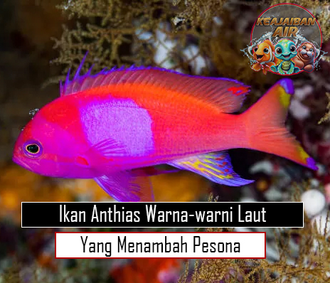 Ikan Anthias Warna-warni Laut yang Menambah Pesona