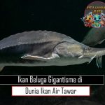 Ikan Beluga Gigantisme di Dunia Ikan Air Tawar