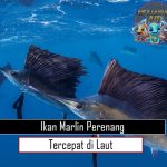 Ikan Marlin Perenang Tercepat di Laut