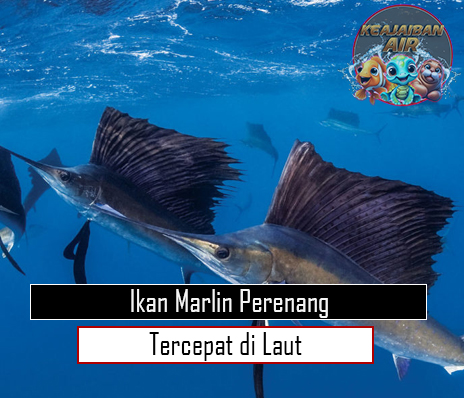 Ikan Marlin Perenang Tercepat di Laut