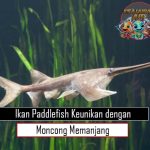 Ikan Paddlefish Keunikan dengan Moncong Memanjang