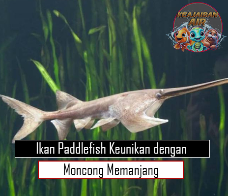 Ikan Paddlefish Keunikan dengan Moncong Memanjang