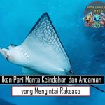 Ikan Pari Manta Keindahan dan Ancaman yang Mengintai Raksasa