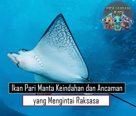 Ikan Pari Manta Keindahan dan Ancaman yang Mengintai Raksasa