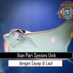 Ikan Pari: Spesies Unik dengan Sayap di Laut