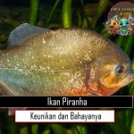 Ikan Piranha Keunikan dan Bahayanya