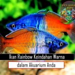 Ikan Rainbow Keindahan Warna dalam Akuarium Anda