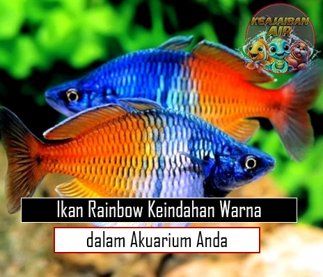 Ikan Rainbow Keindahan Warna dalam Akuarium Anda