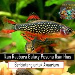 Ikan Rasbora Galaxy Pesona Ikan Hias Berbintang untuk Akuarium