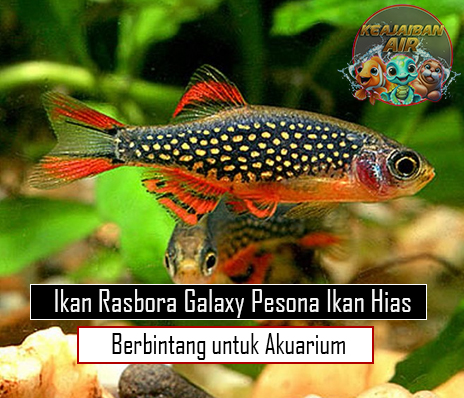 Ikan Rasbora Galaxy Pesona Ikan Hias Berbintang untuk Akuarium