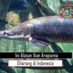 Ini Alasan Ikan Arapaima Dilarang di Indonesia