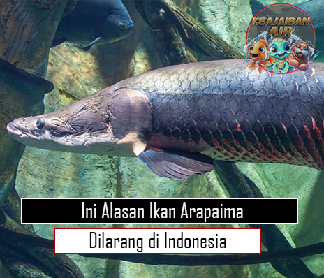 Ini Alasan Ikan Arapaima Dilarang di Indonesia