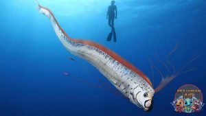 Karakteristik Fisik Ikan Oarfish