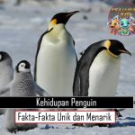 Kehidupan Penguin Fakta-Fakta Unik dan Menarik