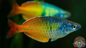 Keindahan Ikan Rainbow