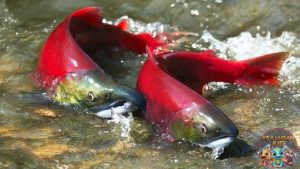 Kelahiran di Sungai Ikan Salmon