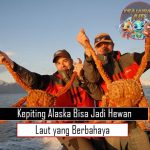 Kepiting Alaska Bisa Jadi Hewan Laut yang Berbahaya