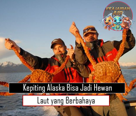 Kepiting Alaska Bisa Jadi Hewan Laut yang Berbahaya