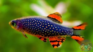 Keunikan dan Pesona Ikan Rasbora Galaxy