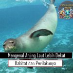 Mengenal Anjing Laut Lebih Dekat Habitat dan Perilakunya