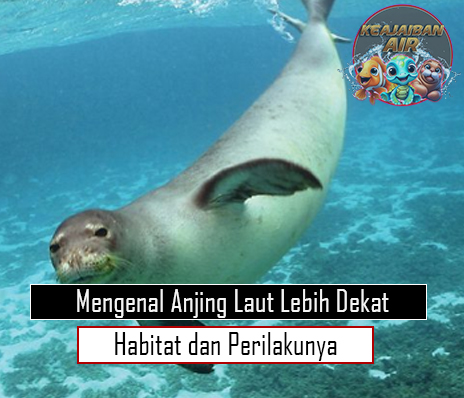 Mengenal Anjing Laut Lebih Dekat Habitat dan Perilakunya