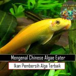 Mengenal Chinese Algae Eater Ikan Pembersih Alga Terbaik