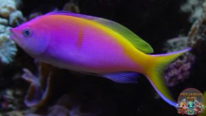 Mengenal Ikan Anthias