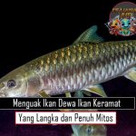 Menguak Ikan Dewa Ikan Keramat yang Langka dan Penuh Mitos