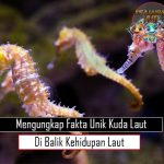 Mengungkap Fakta Unik Kuda Laut di Balik Kehidupan Laut