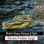 Misteri Buaya Rahasia di Balik Kekuatan Predator Sungai