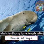 Pelestarian Dugong Upaya Menyelamatkan Mamalia Laut Langka