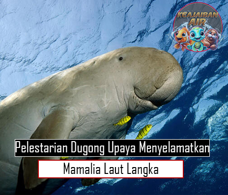 Pelestarian Dugong Upaya Menyelamatkan Mamalia Laut Langka