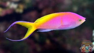 Peran Ekologis Ikan Anthias