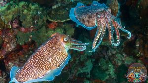 Peran Sotong dalam Ekosistem Laut