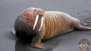 Walrus Perilaku dan Pola Makan