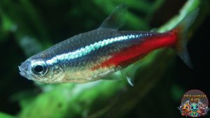 Persiapan Akuarium untuk Neon Tetra